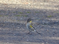 Setophaga coronata