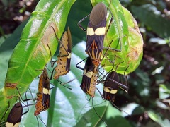 Hypselonotus subterpunctatus
