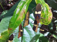 Hypselonotus subterpunctatus