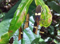 Hypselonotus subterpunctatus