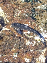 Istiblennius