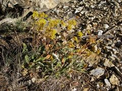 Eriogonum arcuatum