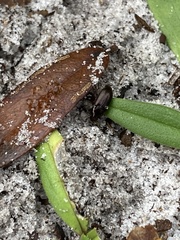 Selenophorus