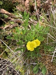 Ranunculus graniticola