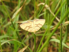 Chrysolarentia correlata