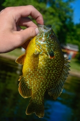 Lepomis gibbosus × cyanellus