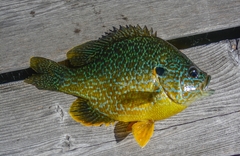 Lepomis gibbosus × cyanellus