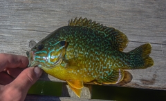 Lepomis gibbosus × cyanellus