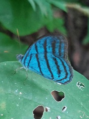 Cepheuptychia cephus