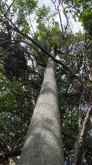 Coccothrinax proctorii