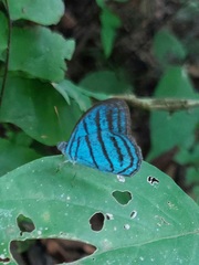 Cepheuptychia cephus