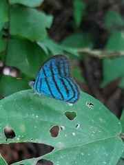 Cepheuptychia cephus