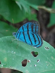 Cepheuptychia cephus