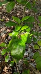 Citharexylum spinosum