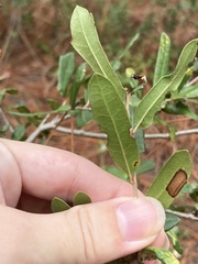 Quercus minima