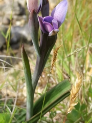 Thelymitra hatchii