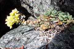 Sedum flavidum