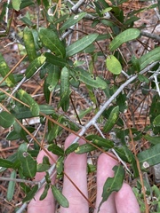 Quercus minima