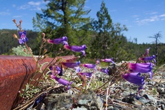 Penstemon laetus sagittatus