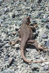 Sceloporus graciosus gracilis