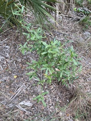 Quercus minima