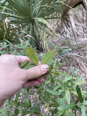 Quercus minima