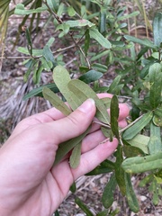 Quercus minima