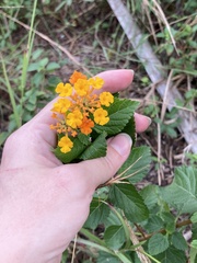 Lantana
