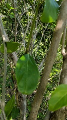 Citharexylum spinosum