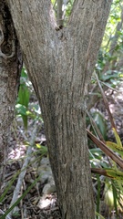 Citharexylum spinosum