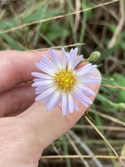 Symphyotrichum simmondsii