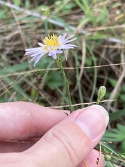 Symphyotrichum simmondsii