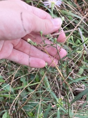 Symphyotrichum simmondsii