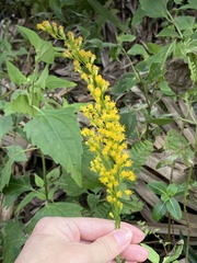 Solidago