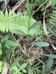 Solidago