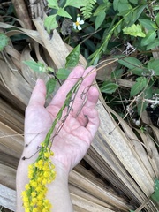 Solidago