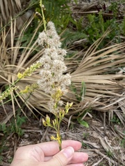 Solidago