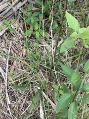 Solidago