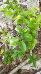 Schaefferia frutescens