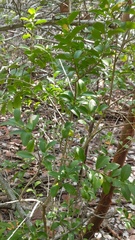 Schaefferia frutescens