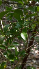 Schaefferia frutescens
