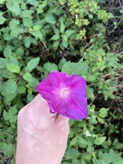 Ipomoea