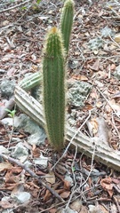 Jamaican Cereus (Pilosocereus jamaicensis)