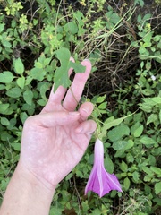 Ipomoea