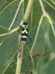 Chlorophorus curtisi