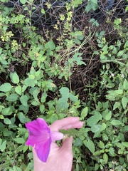 Ipomoea