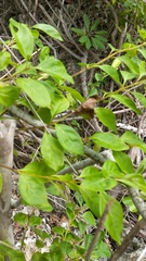 Citharexylum spinosum