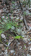 Coccothrinax proctorii