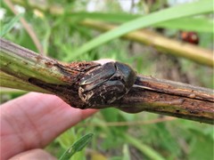 Euphoria sepulcralis