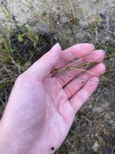 Rhynchospora divergens image